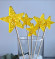 №939 Crystal stars